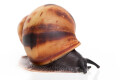 Archachatina marginata marginata Cameroon juvenil